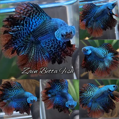 Buy Batman DTPK Betta Fish Male | Zain Betta from Largest Online